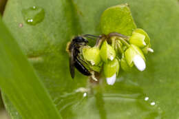 Andrena anisochlora Cockerell 1936 resmi