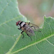 Image of Anthomyia oculifera Bigot 1885