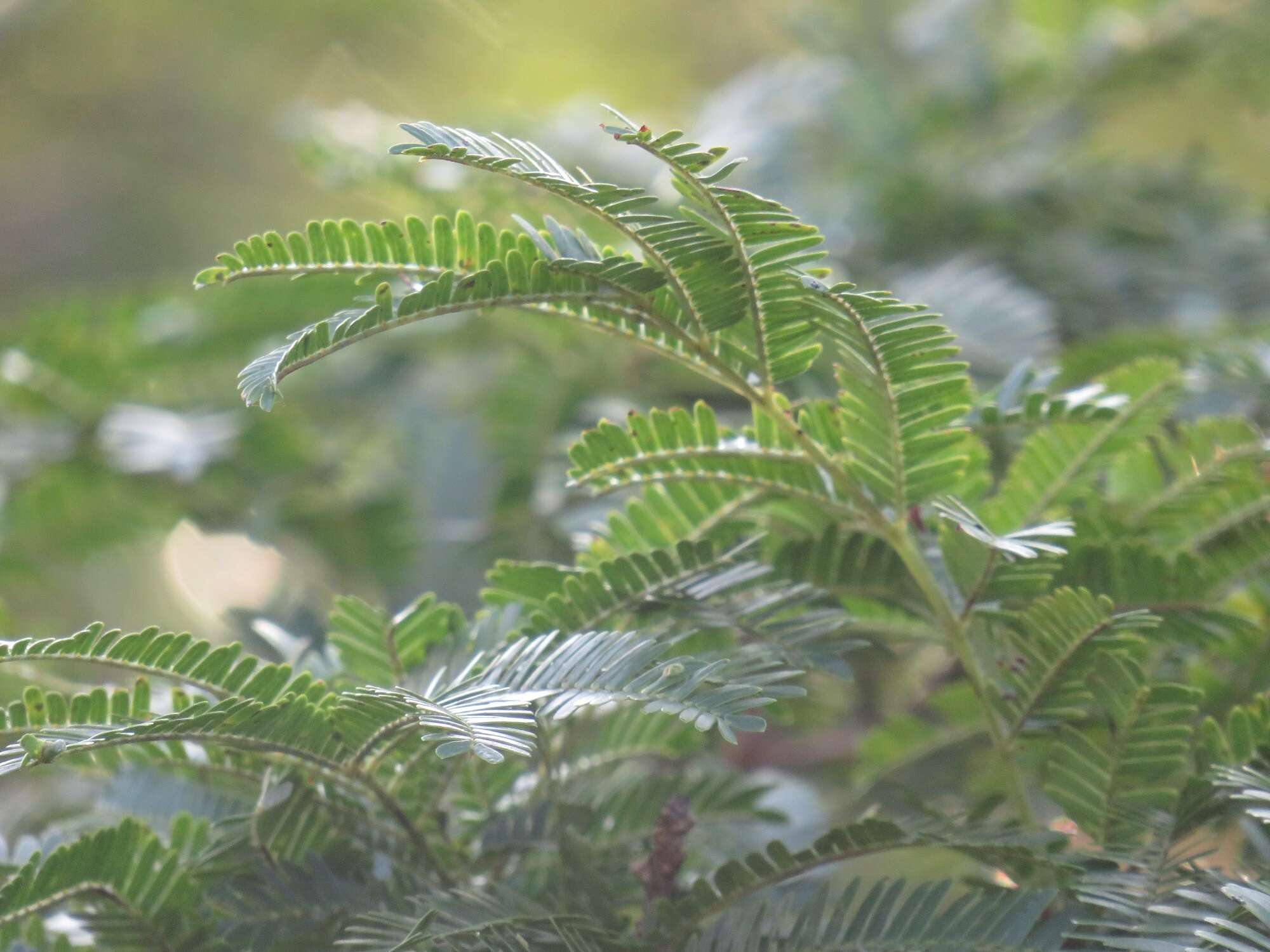 Слика од Dichrostachys cinerea subsp. africana Brenan & Brummitt