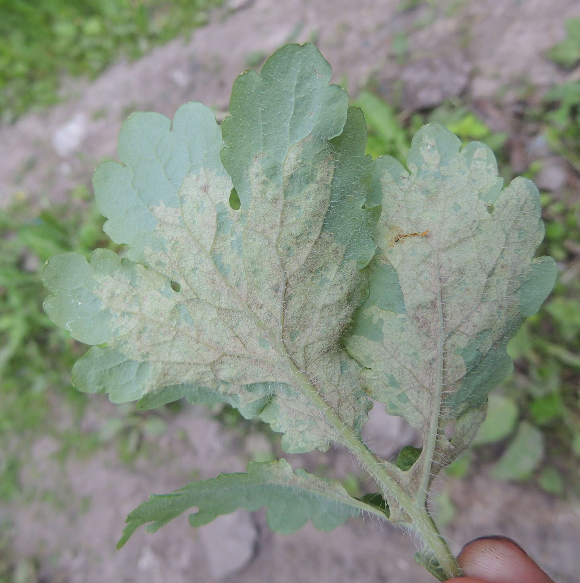 Peronospora chelidonii Miyabe 1931 resmi