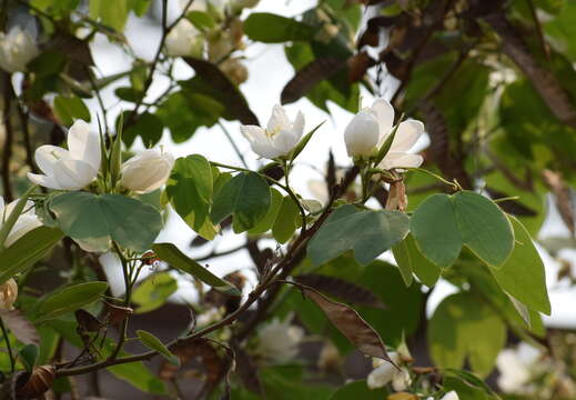 Image of Bauhinia acuminata L.