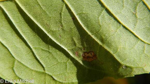 Image of Ash Leaf-roller