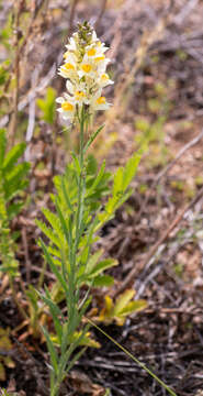 Image de Linaria melampyroides Kuprian.