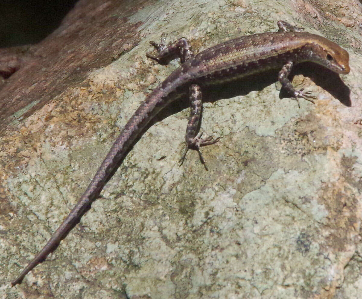 Image of Saxicoline Sunskink