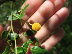 Vachellia choriophylla (Benth.) Seigler & Ebinger resmi