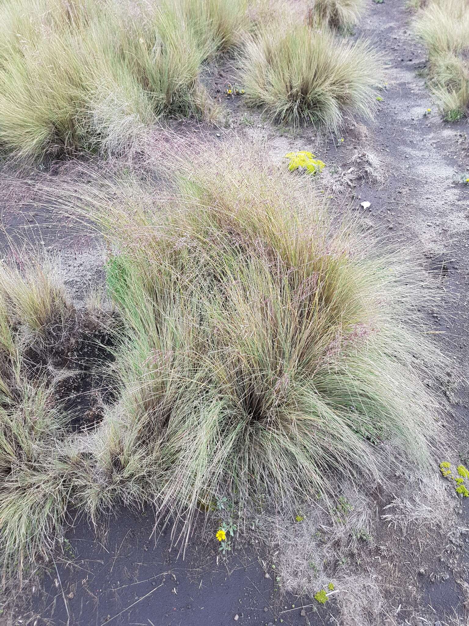 Imagem de Festuca tolucensis Kunth