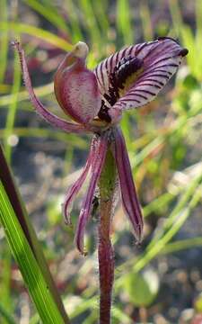 Caladenia cairnsiana F. Muell. resmi