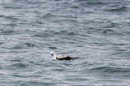 Image of Masked Booby