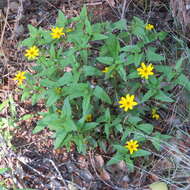 Image of mountain oxeye