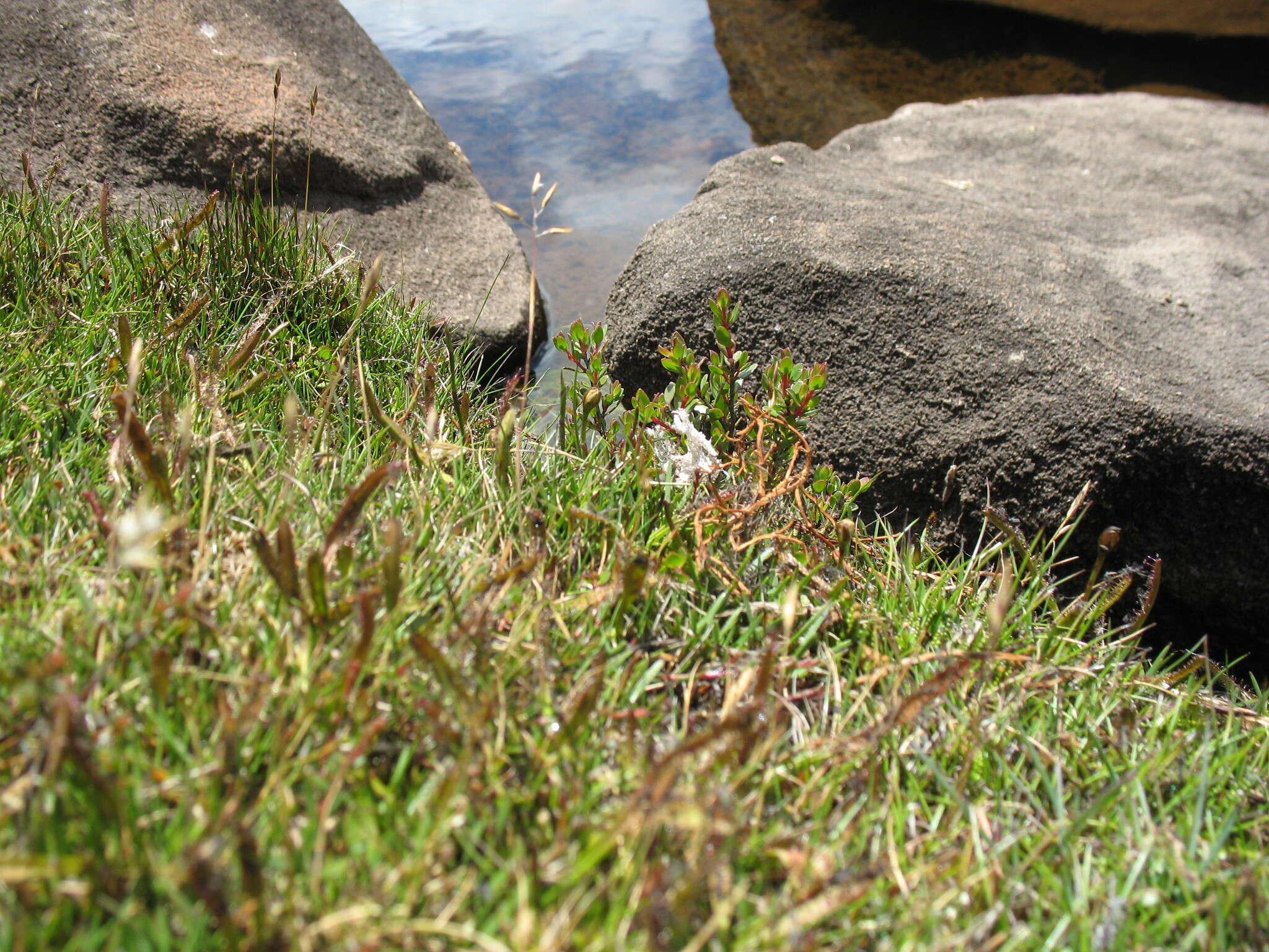 Image of Rytidosperma pauciflorum (R. Br.) Connor & Edgar