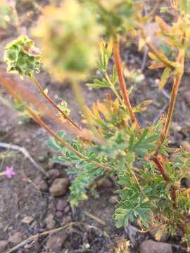 Image of Poteridium occidentale (Nutt. ex Torr. & Gray) Rydb.