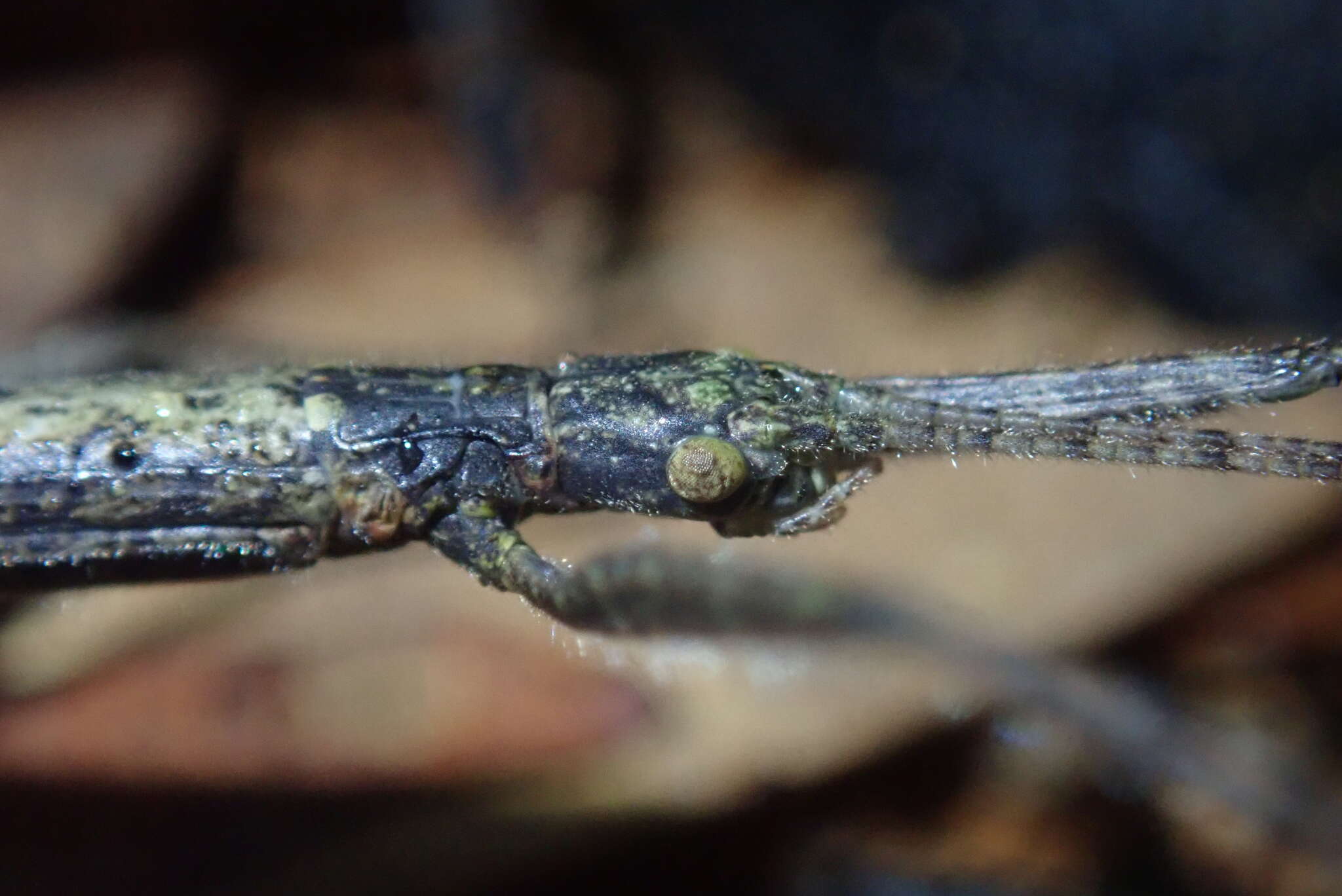 Image of Planososibia truncata (Chen, S. C. & Z. Y. Chen 2000)