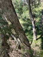 Image of Melaleuca decora (Salisb.) Britten