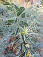 Image of Maerua decumbens (Brongn.) De Wolf