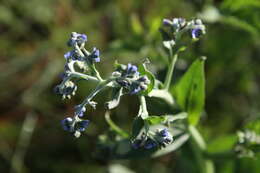 Plancia ëd Boraginaceae