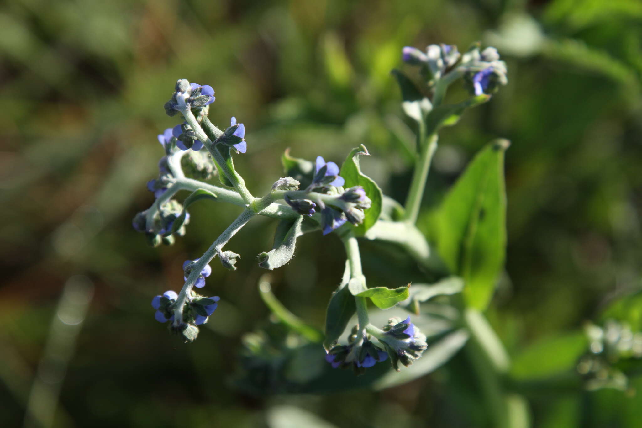 Plancia ëd Boraginaceae