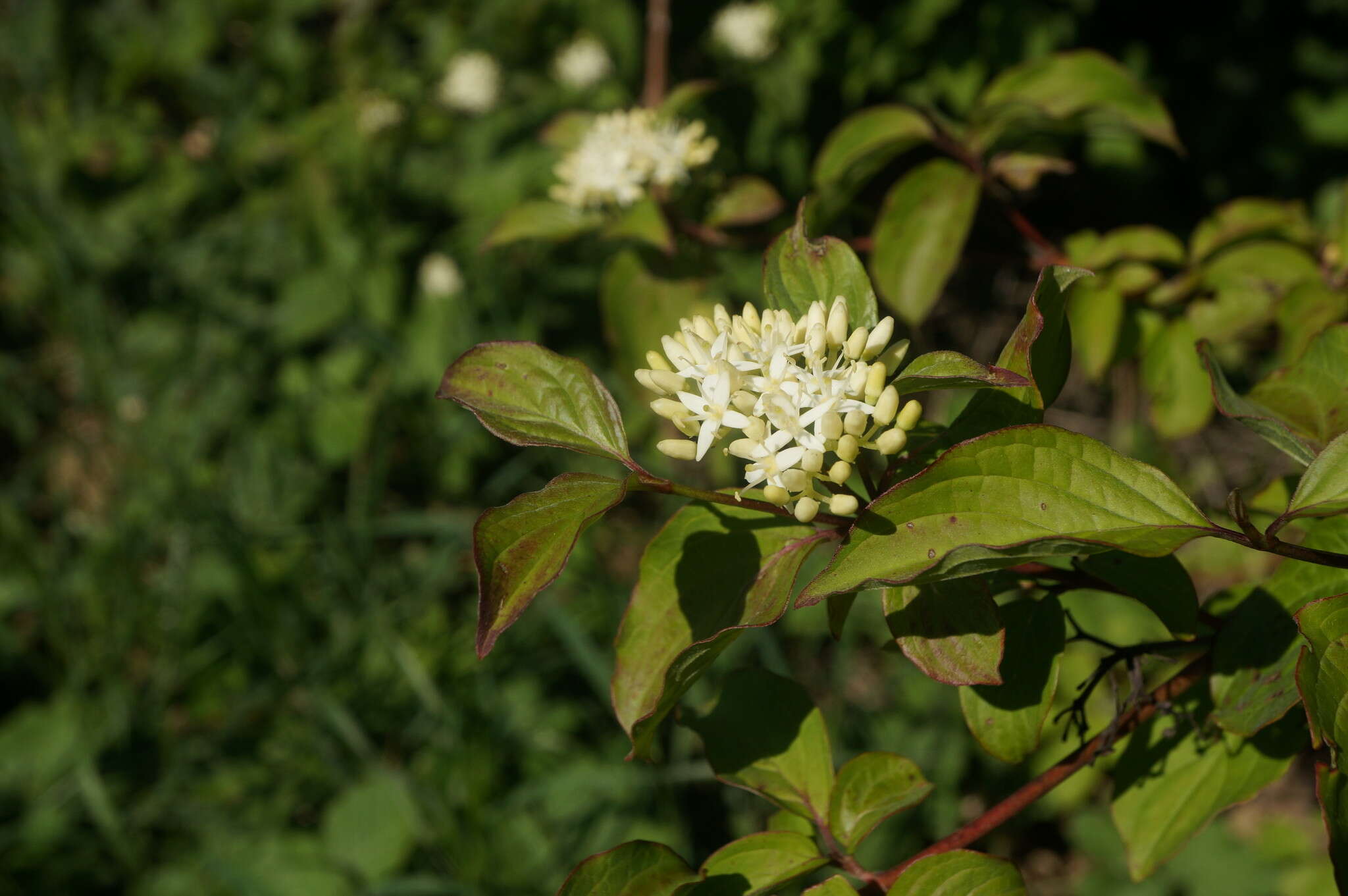 Image of Cornus sanguinea subsp. australis (C. A. Mey.) Jáv.