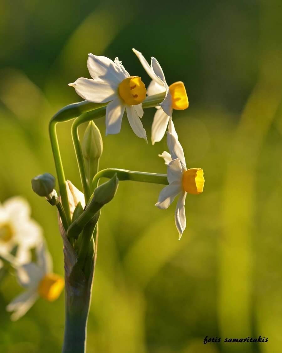 Image of Narcissus tazetta subsp. tazetta