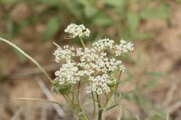 Plancia ëd Eurytaenia hinckleyi Mathias & Constance