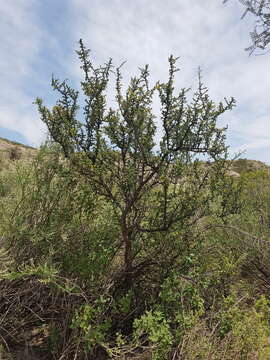 Image of Condalia microphylla Cav.