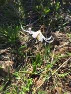 Image of Coast Range fawnlily