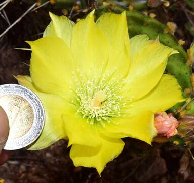 Image of Opuntia decumbens Salm-Dyck