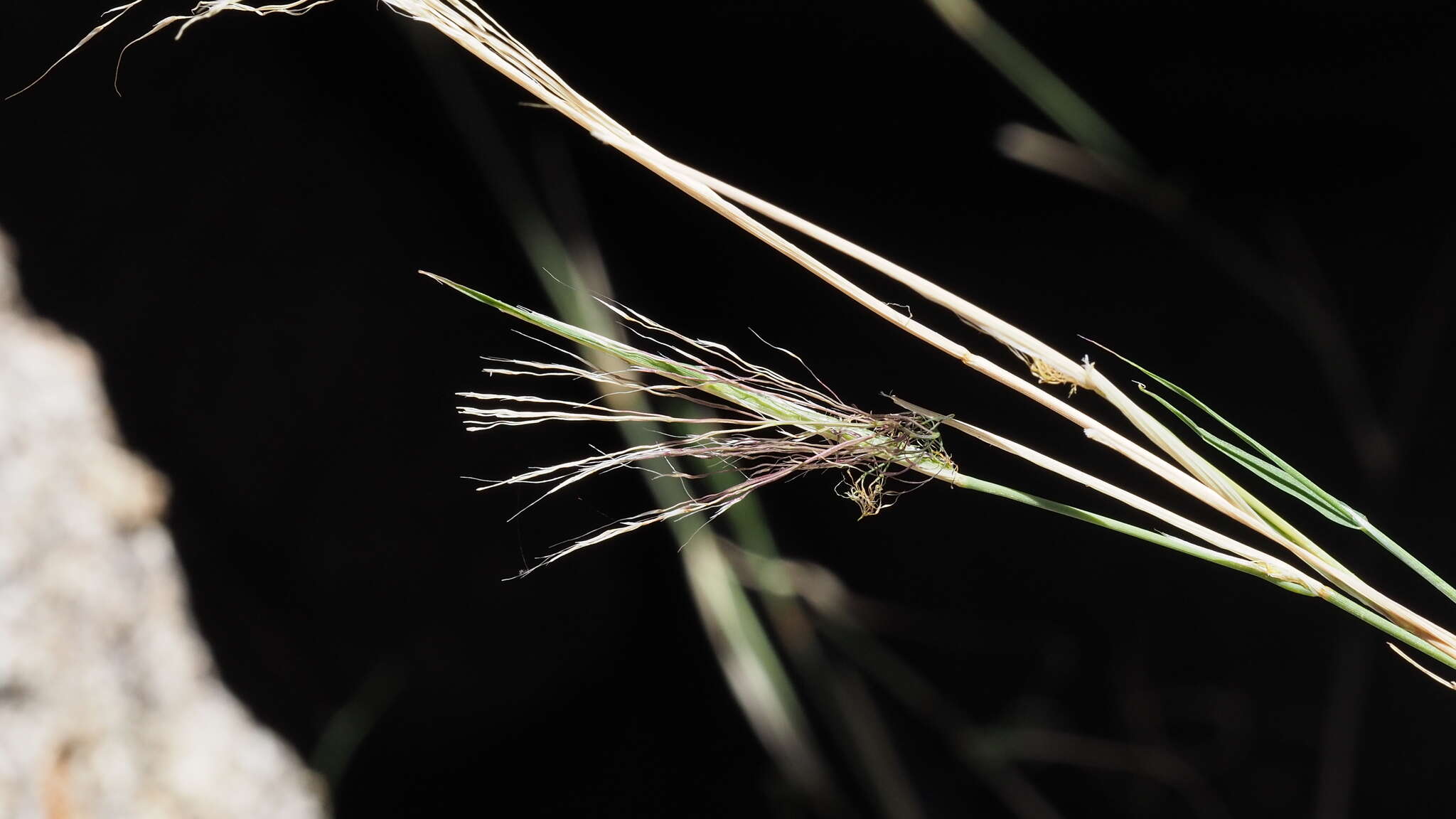 Image of bush muhly