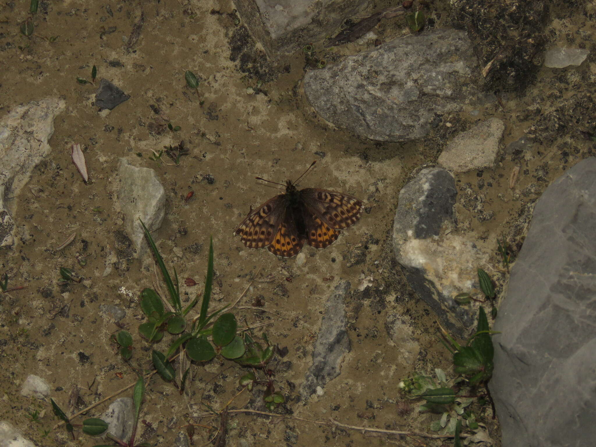 Plancia ëd Boloria natazhati nabokovi D. Stallings & Turner 1947