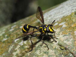 Image of Monoceromyia trinotata (Meijere 1904)