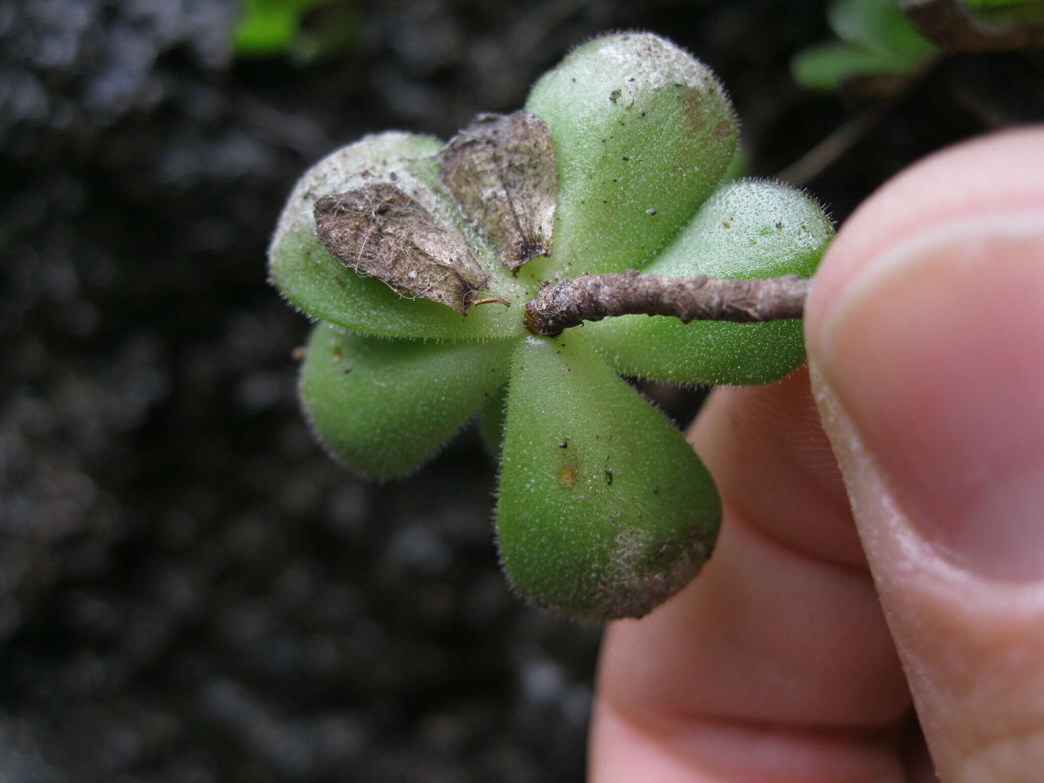 Image of Aeonium saundersii C. Bolle