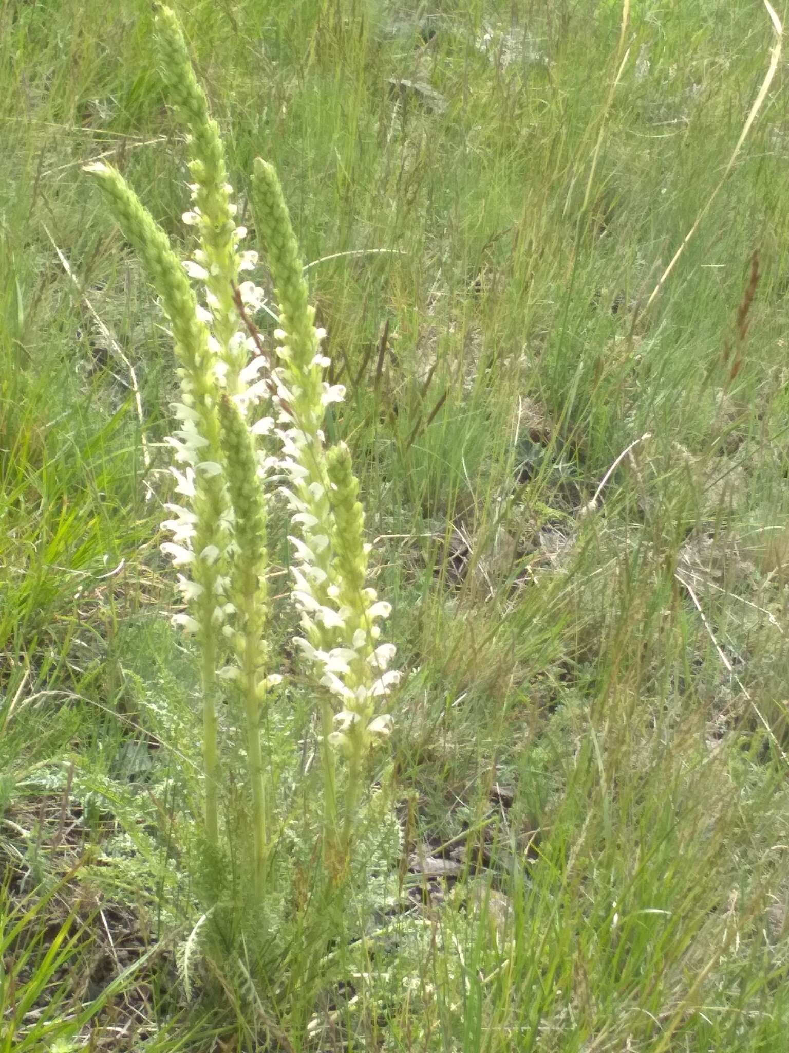 Image of Pedicularis achilleifolia Stephan ex Willd.