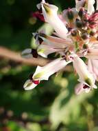 Image of field fumitory