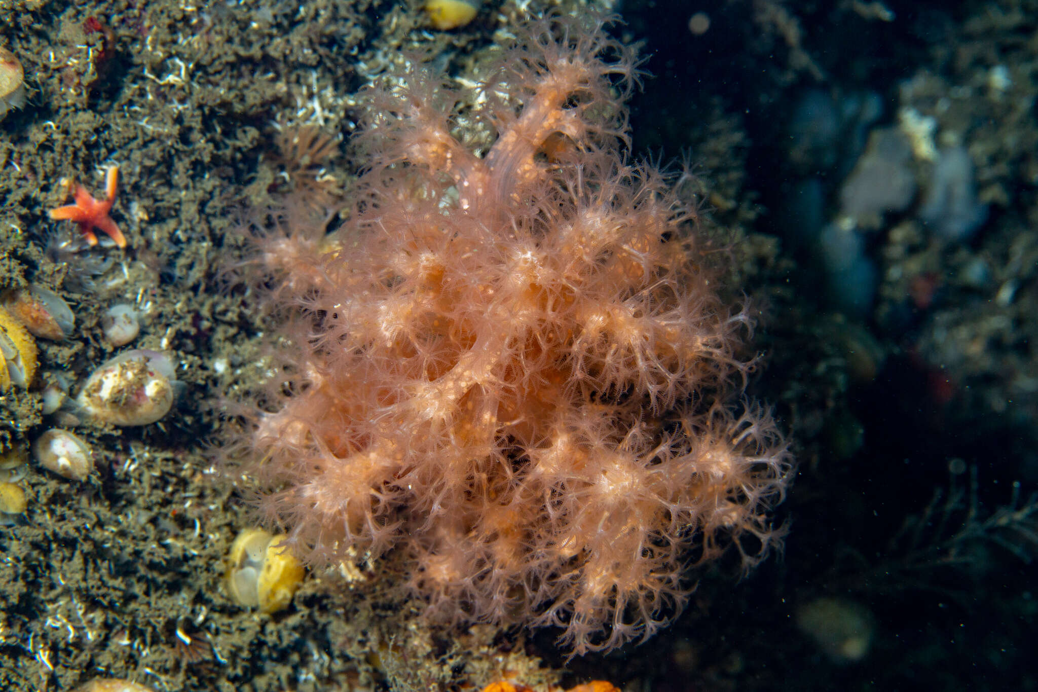 Image of Sea Strawberry