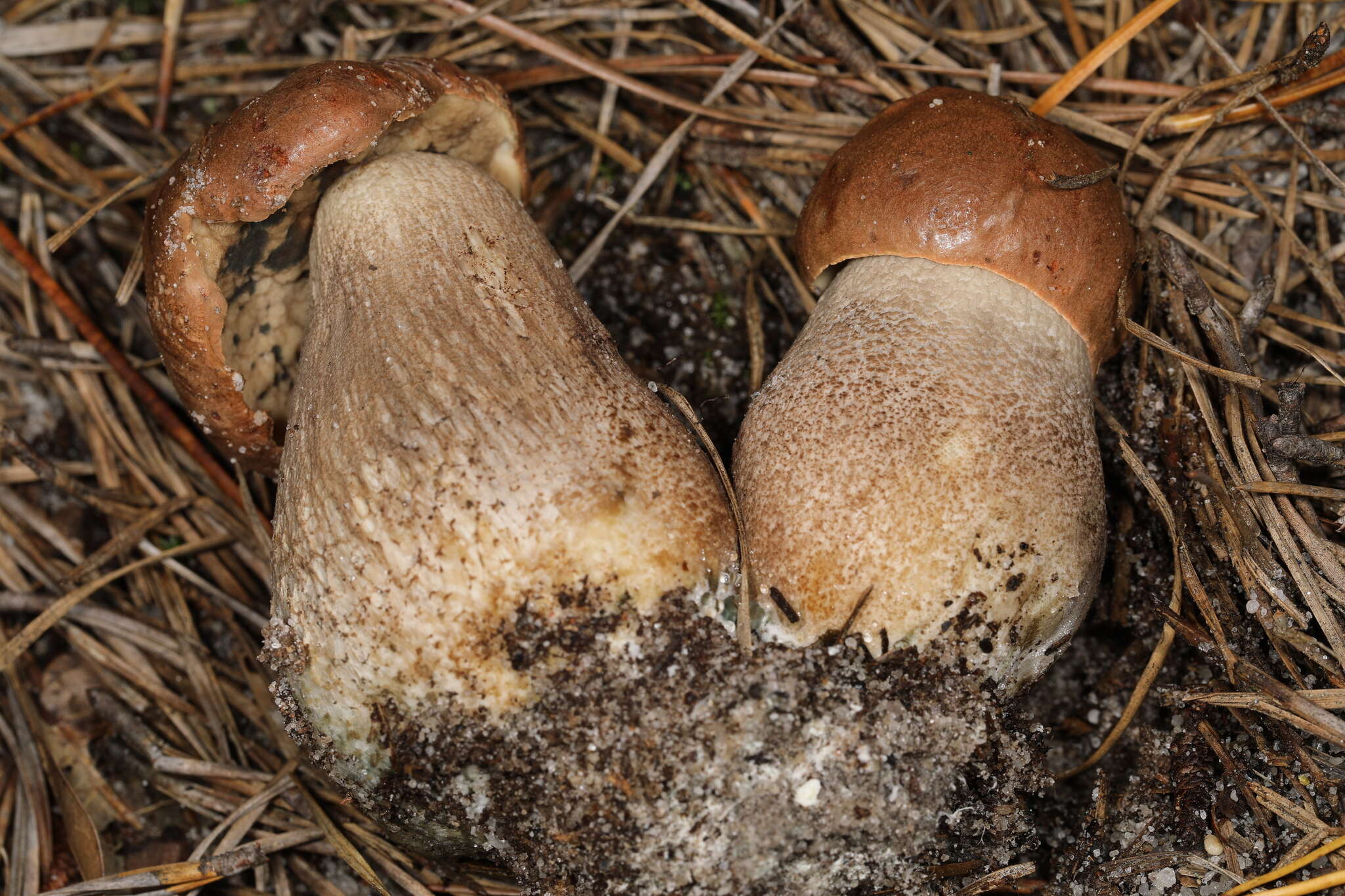 Image of Leccinum piceinum Pilát & Dermek 1974