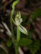 Image of White fingers