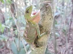 Image of Ihering's fathead anole