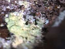 Image of sandwort microcalicium lichen