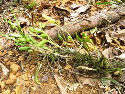 Image of Epidendrum cardiophorum Schltr.