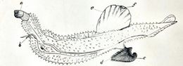 Image of Lamarck's Carinaria