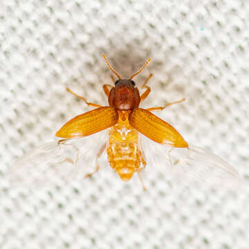 Hexacylloepus ferrugineus (Horn 1870)的圖片