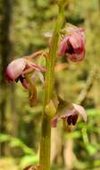 Image of liverleaf wintergreen