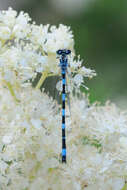 Image of Southern Damselfly