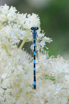 Image of Southern Damselfly