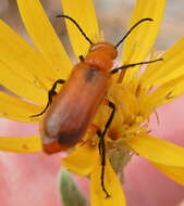 Image of Nemognatha (Pauronemognatha) nigripennis Le Conte 1853