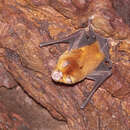 Image of Golden Horseshoe Bat