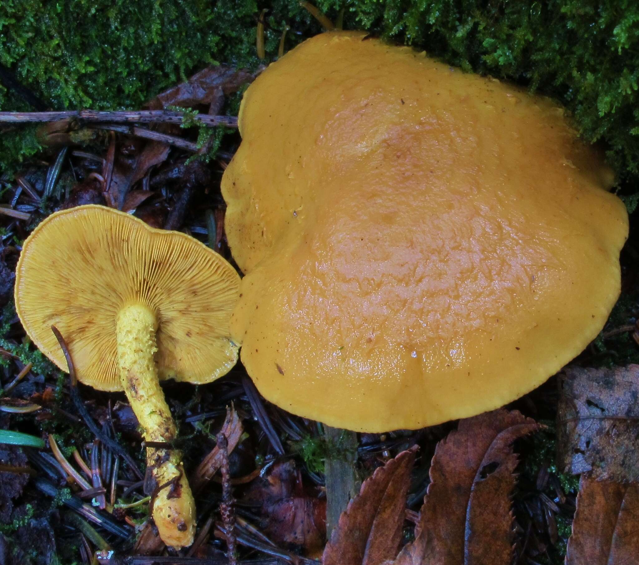 Image of Pholiota flammans (Batsch) P. Kumm. 1871