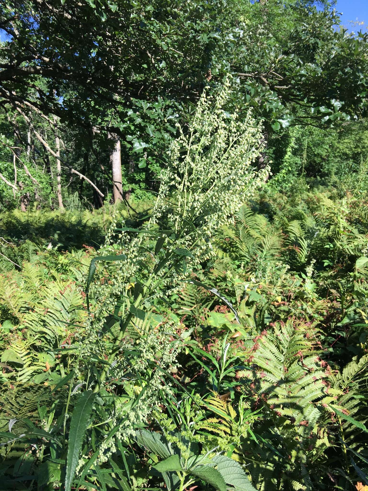 Image of sawtooth wormwood