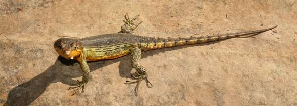 Image of Drakensberg Crag Lizard