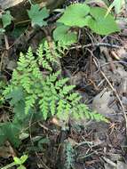 Image of Reeves' bladderfern