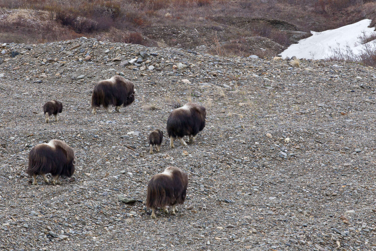 Image of muskox